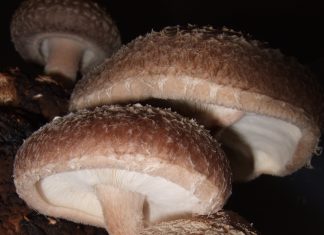 Shiitake