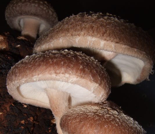 Shiitake