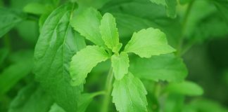 Stevia