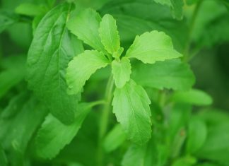 Stevia