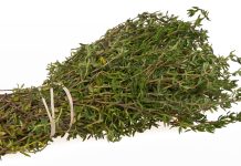 Tymián