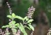 Tulsi