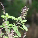 Tulsi