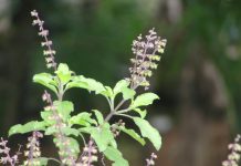 Tulsi