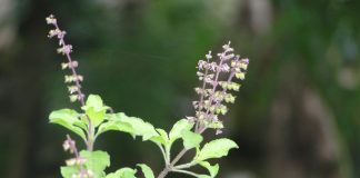 Tulsi