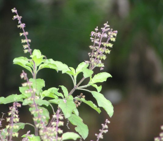 Tulsi