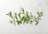 Tarragon
