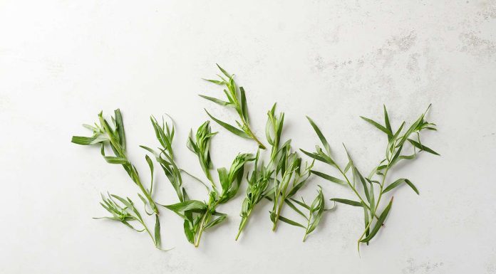 Tarragon