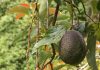 Jak pěstovat avokádo avocado