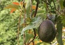 Jak pěstovat avokádo avocado