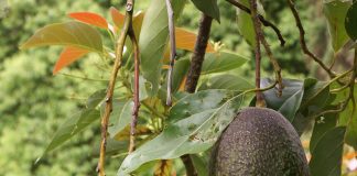 Jak pěstovat avokádo avocado