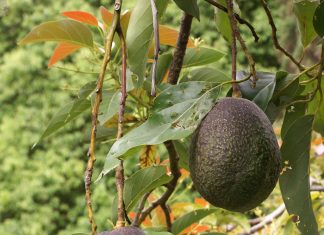Jak pěstovat avokádo avocado