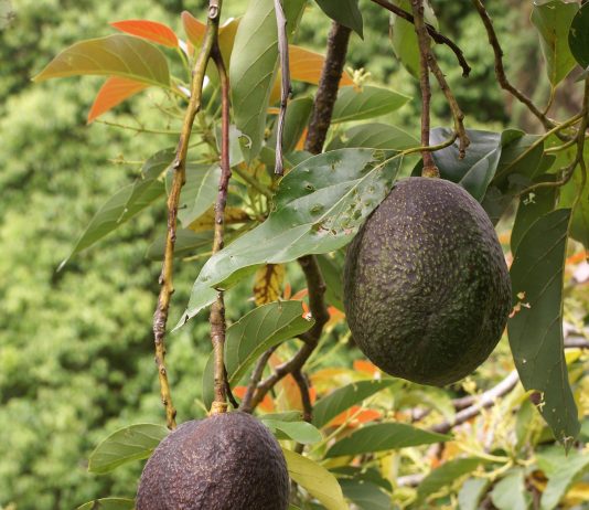 Jak pěstovat avokádo avocado