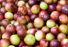 Camu Camu