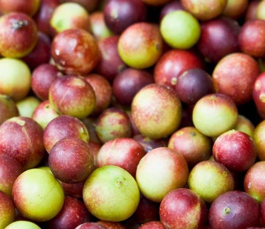 Camu Camu