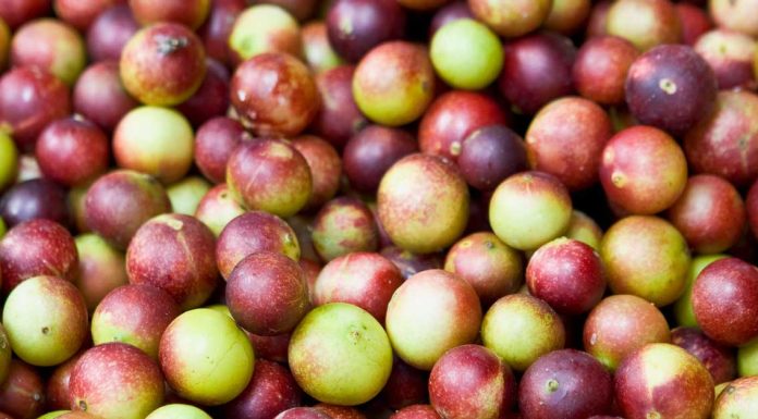 Camu Camu