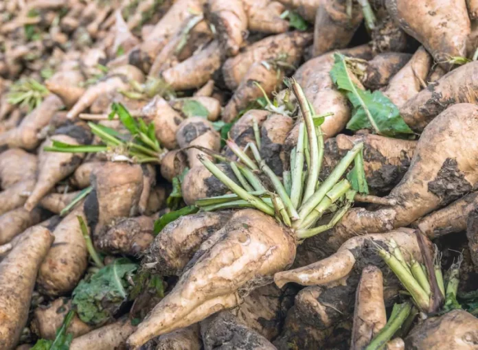 chicory-root
