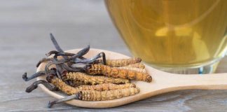 Cordyceps
