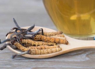 Cordyceps