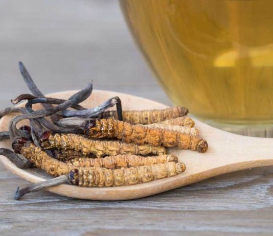 Cordyceps