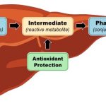 Detoxikace jater