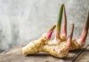Galangal