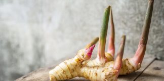 Galangal