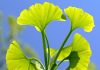 Ginkgo biloba