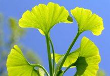 Ginkgo biloba
