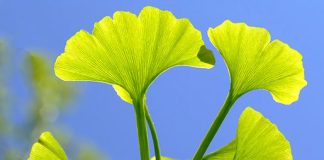 Ginkgo biloba
