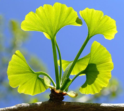 Ginkgo biloba