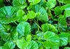 GOTU KOLA