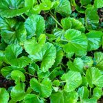 GOTU KOLA
