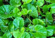 GOTU KOLA