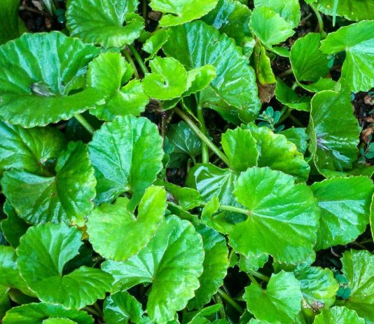 GOTU KOLA