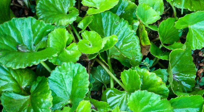 GOTU KOLA