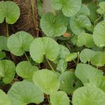 Brahmi