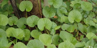 Brahmi