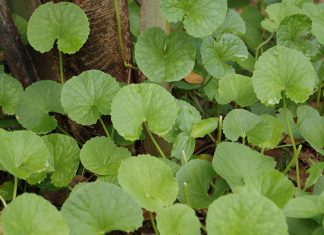 Brahmi