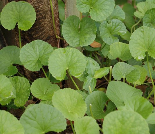 Brahmi