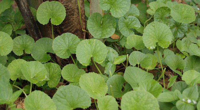 Brahmi