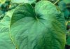 Kava Kava