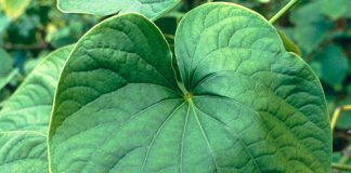 Kava Kava