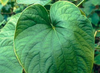 Kava Kava