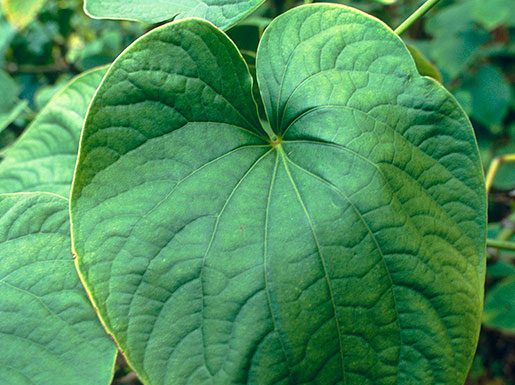 Kava Kava