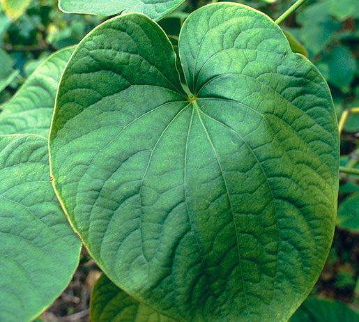Kava Kava