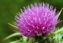 Ostropestřec mariánský