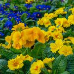 Primrose