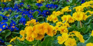 Primrose