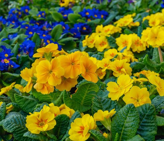 Primrose